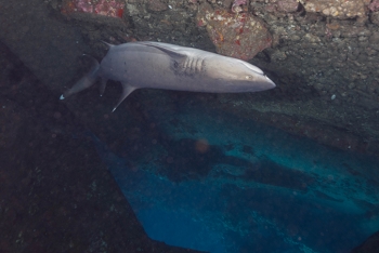 July 16, 2018<br>Sharks and other critters hide under ledges.  Sometimes the only way to see them is to dive straight down and peek under the ledge, while looking upside down.