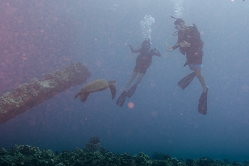 July 16, 2018<br>Turtles attract attention.