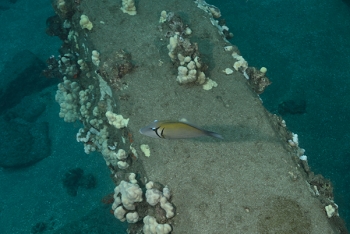 July 16, 2018<br>The state fish of Hawaii, which is notoriously shy for posing for pictures.  This is the Humuhumunukunukuapua.