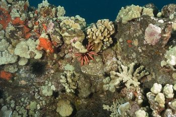 July 16, 2018<br>More urchins.  Not a lot to see on this dive...