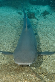 July 16, 2018<br>Wide angle lens.  Only way to get a shark closeup is to get really CLOSE to him.  About 2 feet here.