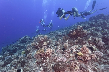 July 17, 2018<br>Third dive, in very rough seas, off the island of Molokai in a known hammerhead area.  Under the water, conditions were clear, mostly calm, and cold.