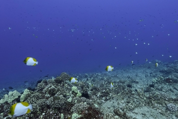 July 17, 2018<br>Lots of colorful fish around Hawaii.