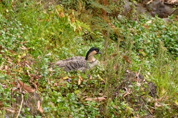 July 18, 2018<br>The rare Hawaiian Goose, the Nene.