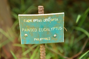 July 18, 2018<br>And you thought it was 'rainbow eucalyptus'.