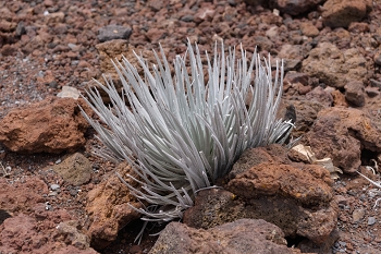 July 18, 2018<br>Our first Silver Sword.  Highly endangered, but many grow on Haleakala.