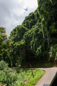 July 19, 2018<br>A typical view of the road in the more-jungled areas.