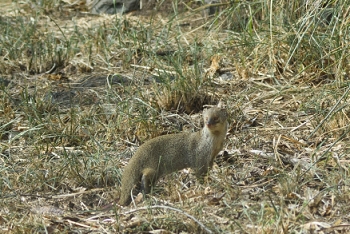 July 19, 2018<br>Saw lots of mongoose. (Mongeese?)