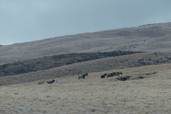 July 19, 2018<br>Saw wild goats.