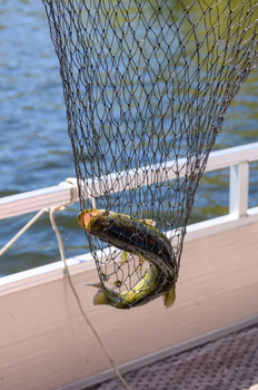 September 4, 2019<br>This was my first fish, a large mouth bass.  Turns out to be the biggest fish of the week.