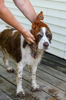 September 5, 2019<br>Some dogs don't like hats much.