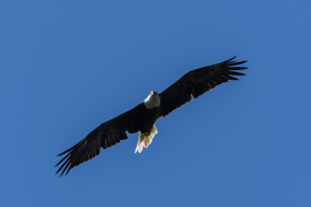 September 6, 2019<br>One day we were anchored in a small bay when an eagle took an interest in us and circled overhead a few times.
