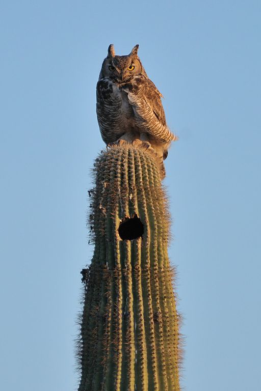 Saguaro with owl 2