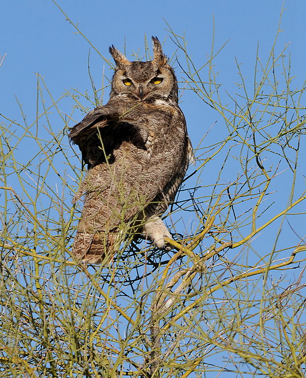 Owl on Palo Verde tree