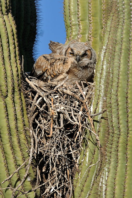 Owl in nest