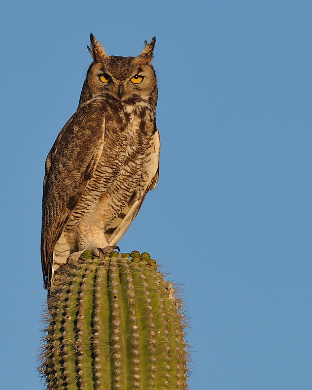Owl on saguaro