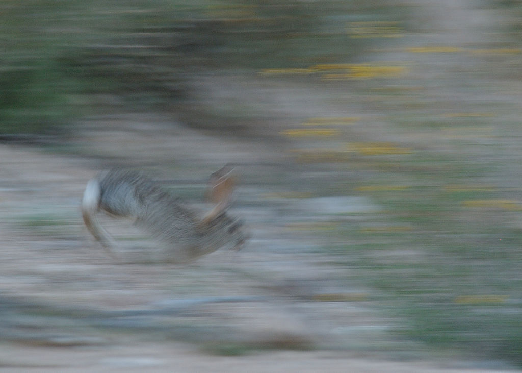 Rabbit in Flight (RIF)