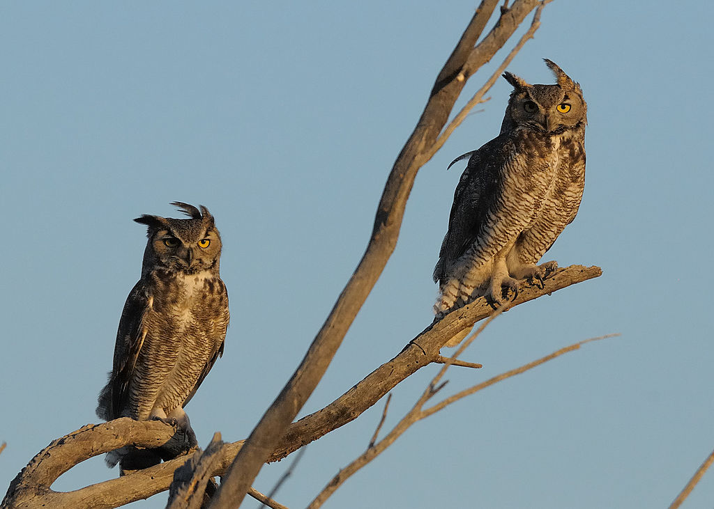 Parent owls