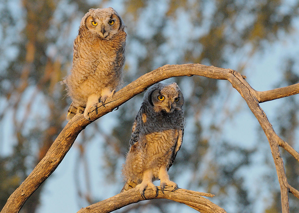 Two juvenile owls on branch