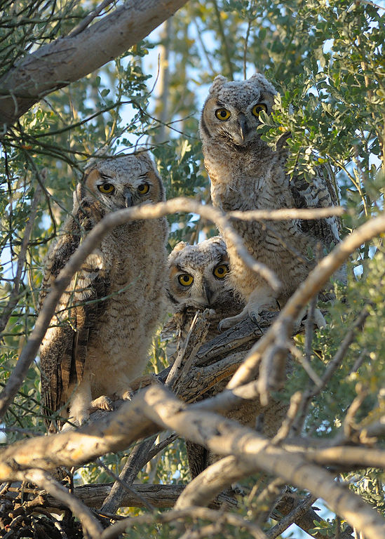 Three juvenile owls