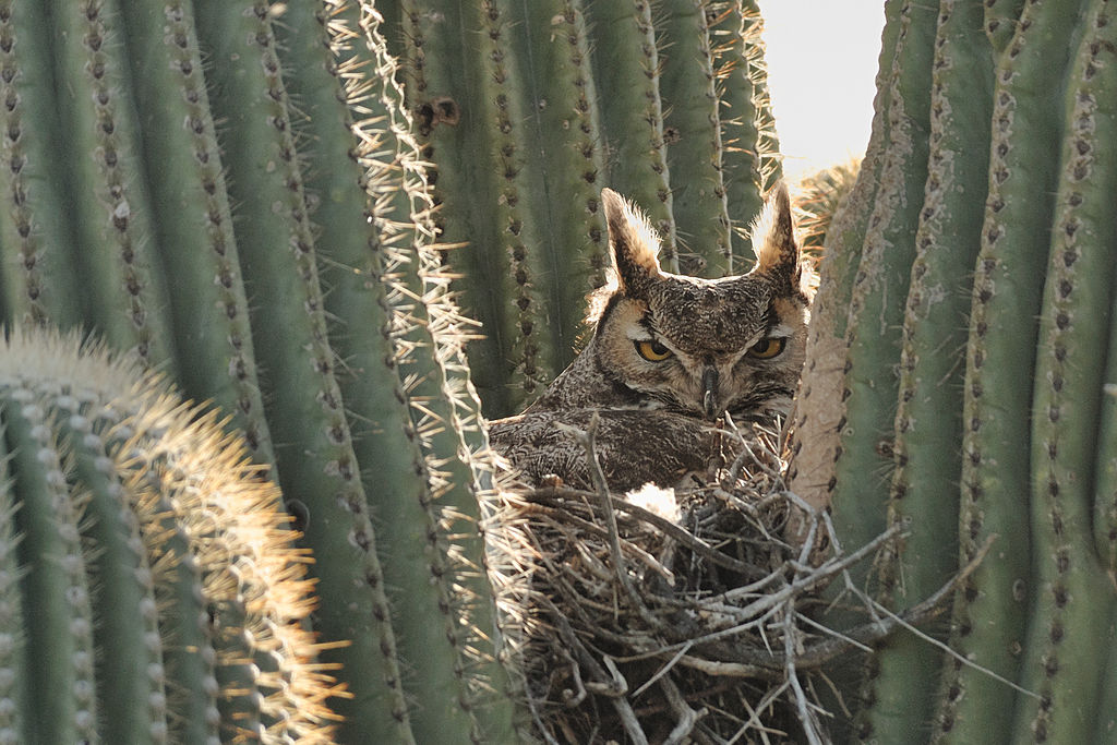 Owl nesting in saguaro