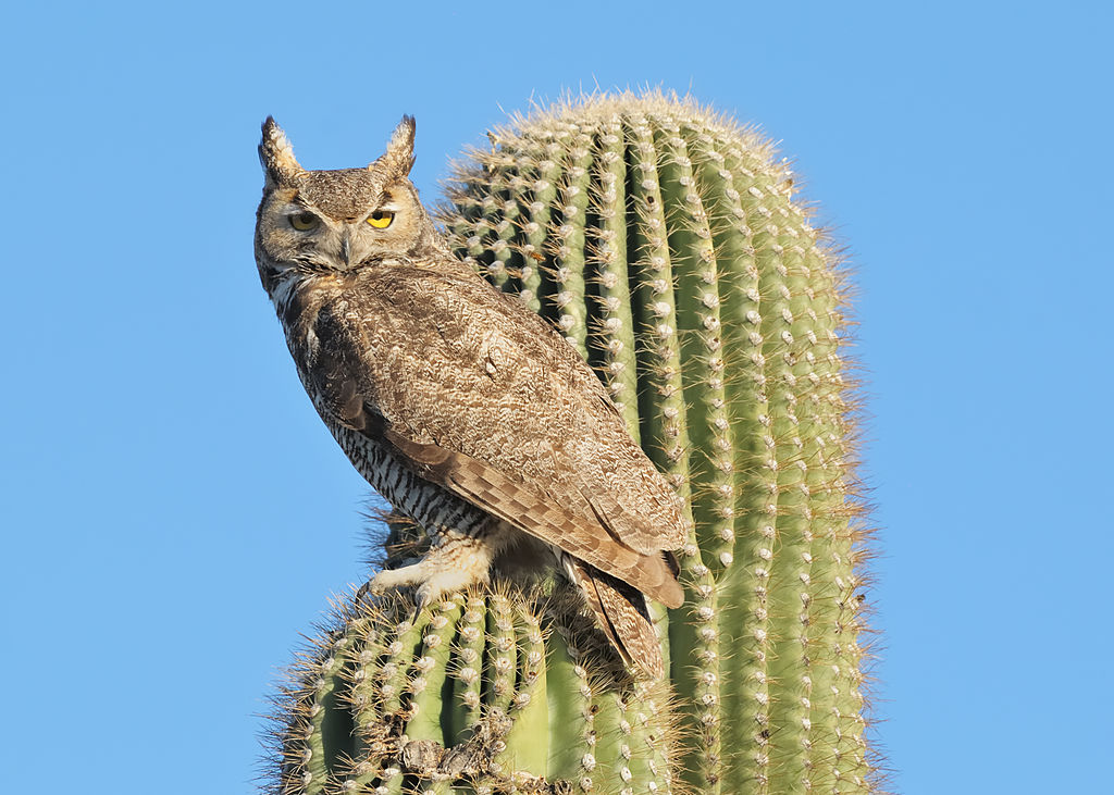 Owl on cactus