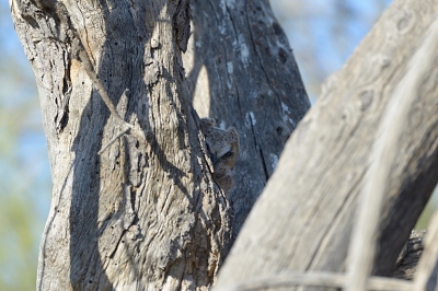 May 15, 2013<br>Not a great photo, but shows how hard these birds are to spot sometimes.  I was ten feet away before I noticed him, and was only searching because one of the parents was sitting in a tree watching over the area.