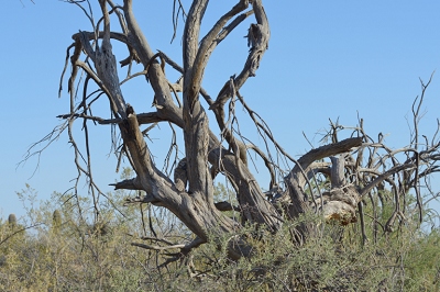 May 15, 2013<br>Another viewpoint with owl hiding in plain sight.