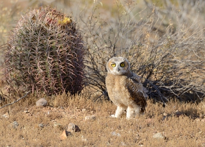 May 22, 2013<br>Now here's something you don't see every day!  This owl is still learning to fly, and he left his tree only to land on the ground.  He made it to a safer perch soon afterward.