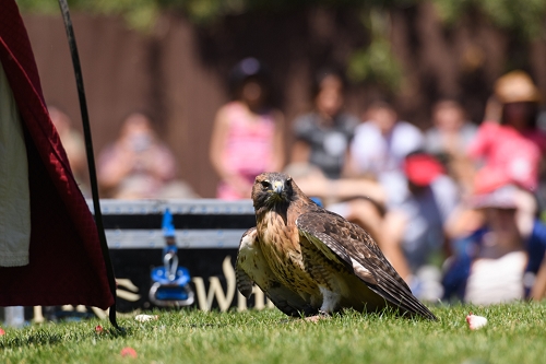 March 31, 2019<br>A Red-tailed Hawk