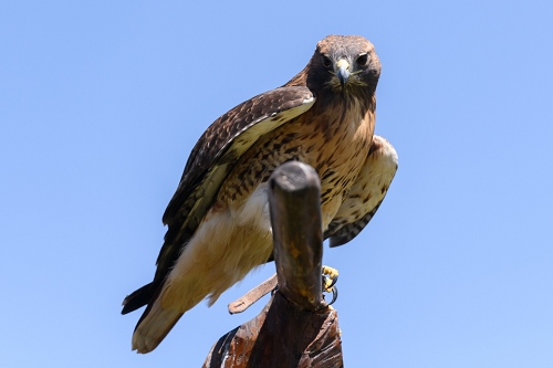 March 31, 2019<br>Red-tailed Hawk