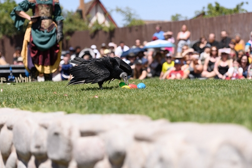 March 31, 2019<br>Black Vulture picking out the yellow egg based on color.