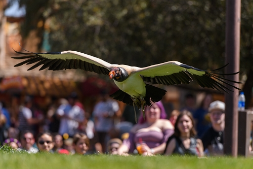 March 31, 2019<br>King Owl coming in for a landing