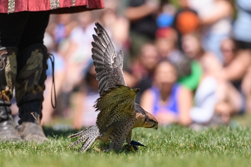 March 31, 2019<br>Nice looking bird.