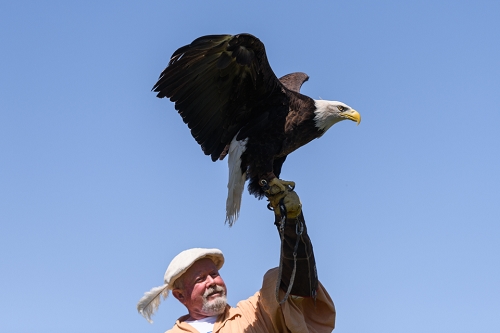 March 31, 2019<br>A Bald Eagle.<br>OK, I have too many eagle shots coming up, but you can skip them if you don't like eagle shots.