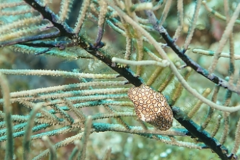 Flamingo Tongue<br>September 27, 2015