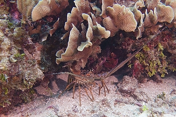Lobster<br>September 27, 2015
