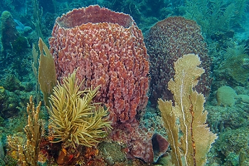 Giant Barrel Sponge<br>September 27, 2015