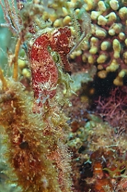 Longsnout Seahorse<br>September 27, 2015