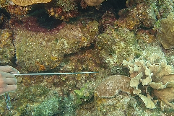 David points to a small eel<br>September 27, 2015