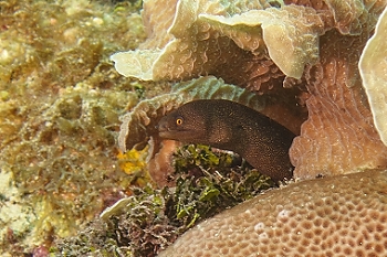 (small) Goldentail Moray Eel<br>September 27, 2015