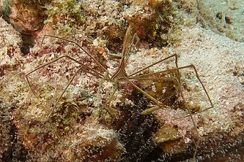 Arrow Crab<br>September 27, 2015