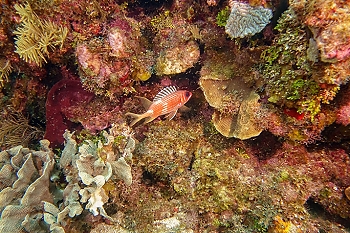 Squirrelfish<br>September 28, 2015