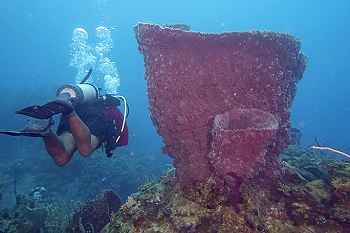 A very large sponge<br>September 28, 2015