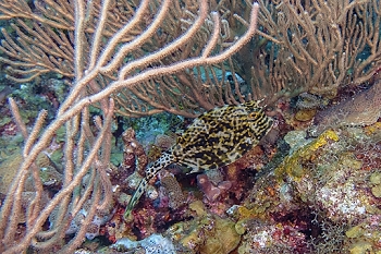 Honeycomb Cowfish<br>September 28, 2015