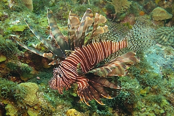 Lionfish<br>September 28, 2015