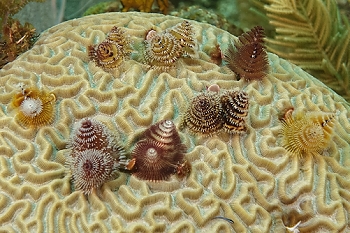 Christmas Tree Worms<br>September 28, 2015