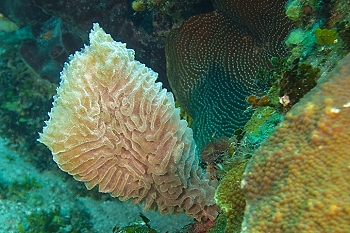 Azure Vase Sponge<br>September 28, 2015