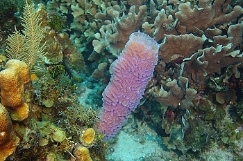 Azure Vase Sponge<br>September 28, 2015