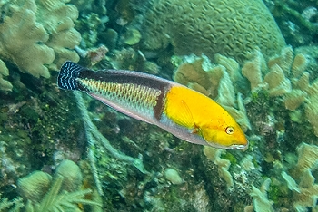 Yellowhead Wrasse<br>September 28, 2015